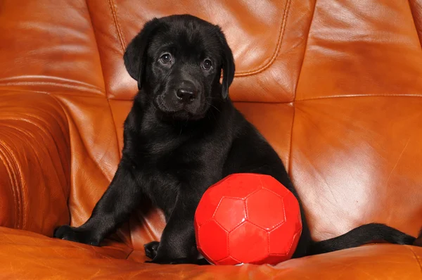 Carino piccolo cucciolo con palla rossa — Foto Stock