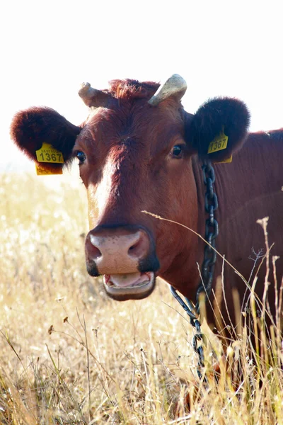Vache rouge 4 Images De Stock Libres De Droits