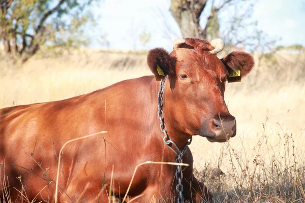 Vache rouge 3 Photo De Stock