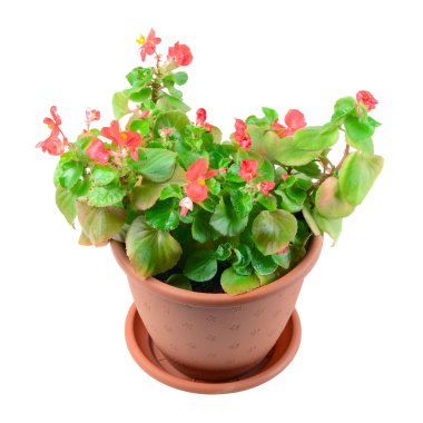Begonia Flower in Pot clipart
