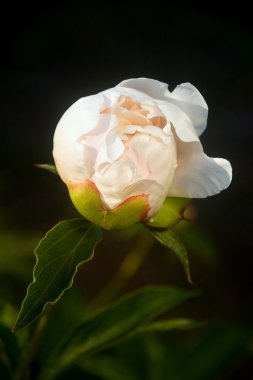 unblown beyaz Şakayık closeup