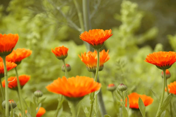 stock image Orange Camomile or Marigold Flowers