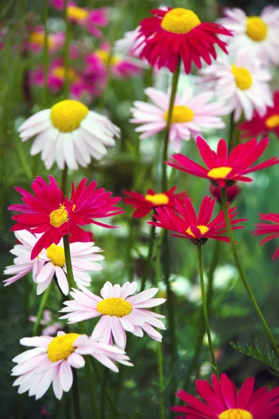 Red and White Pyrethrum or Chamomile Flowers — Stock Photo, Image