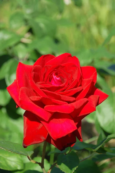 A fióktelep a vörös rózsa — Stock Fotó