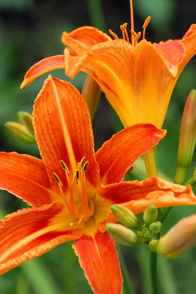 Primer plano de Tiger Lily Flower —  Fotos de Stock