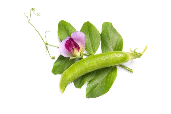 stock image Ripe pea vegetable with green leaf and purple flower