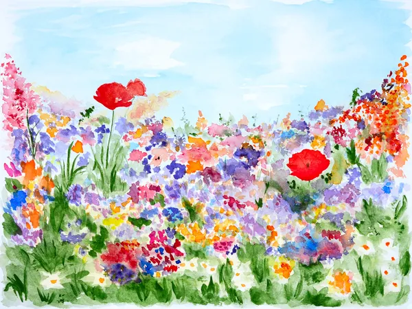 Літні квіти в саду або в парку — стокове фото