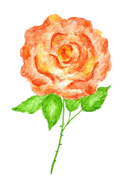 stock image Rose Flower Watercolor Hand Drawn and Painted