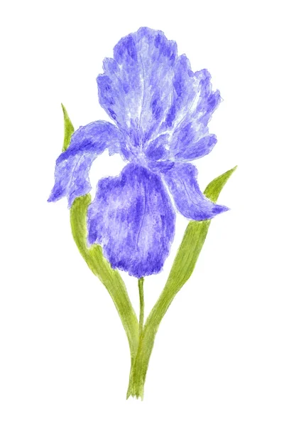 Irys kwiat akwarela ręcznie rysowane i malowane — Zdjęcie stockowe