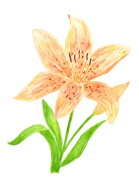 Lilia kwiat akwarela ręcznie rysowane i malowane — Zdjęcie stockowe