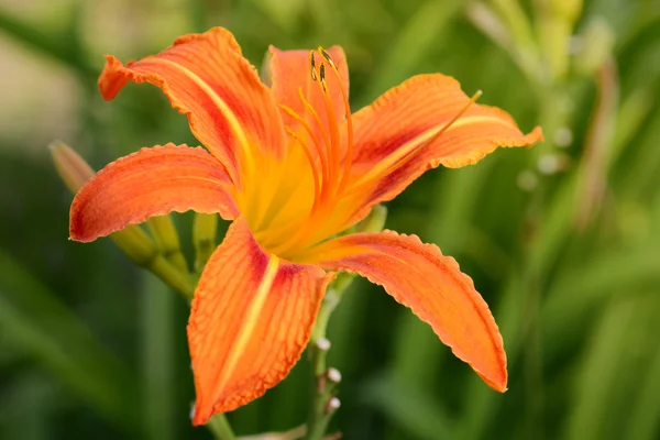 Tiger lily bloem — Stockfoto