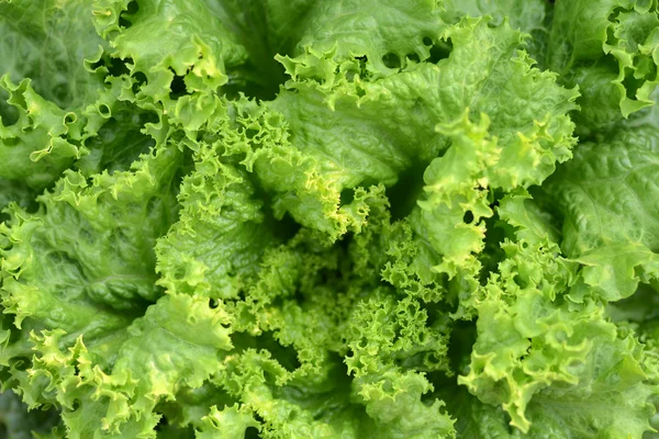 stock image Fresh Green Lettuce or Salad Leaves