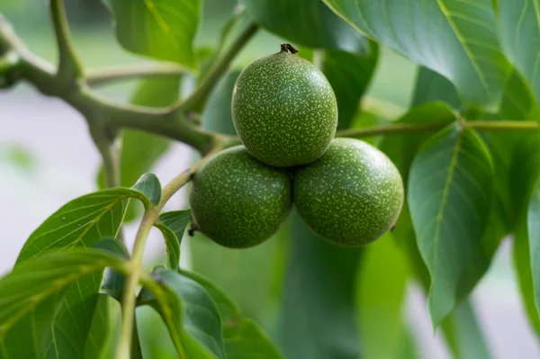 stock image Three unripe nuts on a branch.