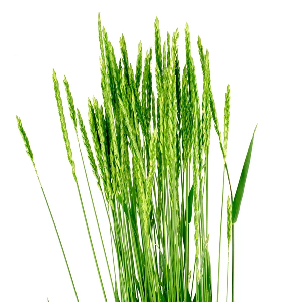 Wheat grass - Elytrígia. 免版税图库图片