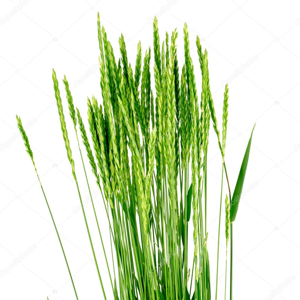 Wheat grass - Elytrígia.