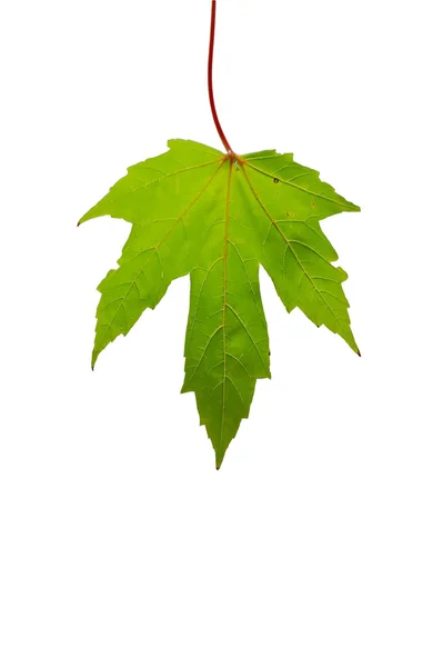 Осенний лист клена . — стоковое фото
