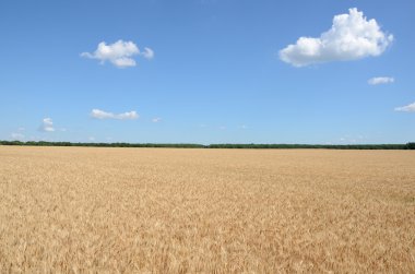 buğday alanı güneşli yaz sabahı