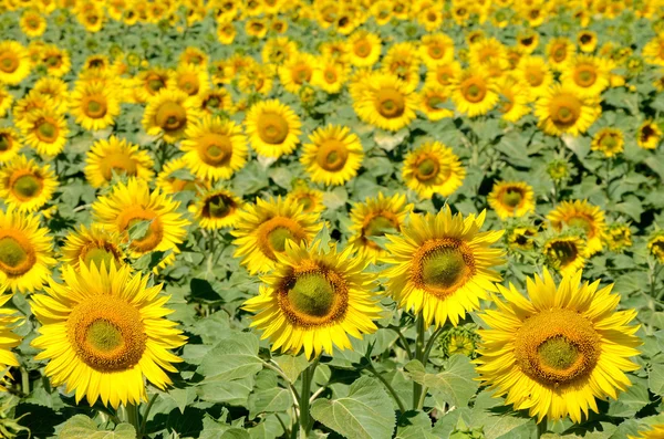 stock image Sunflowers on the field on a summer morning