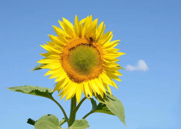 stock image Closeup sunflower on the field on a summer morning