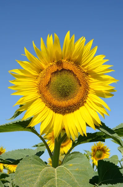 stock image Closeup sunflower on the field on a summer morning