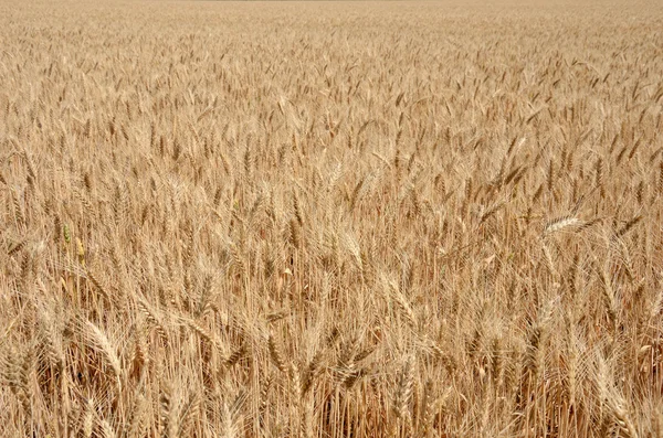 stock image Ripe rye field