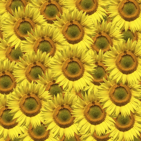 Słoneczniki tło — Zdjęcie stockowe
