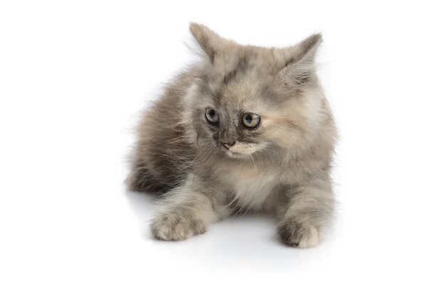 Маленький персидский котенок, изолированный на белом — стоковое фото