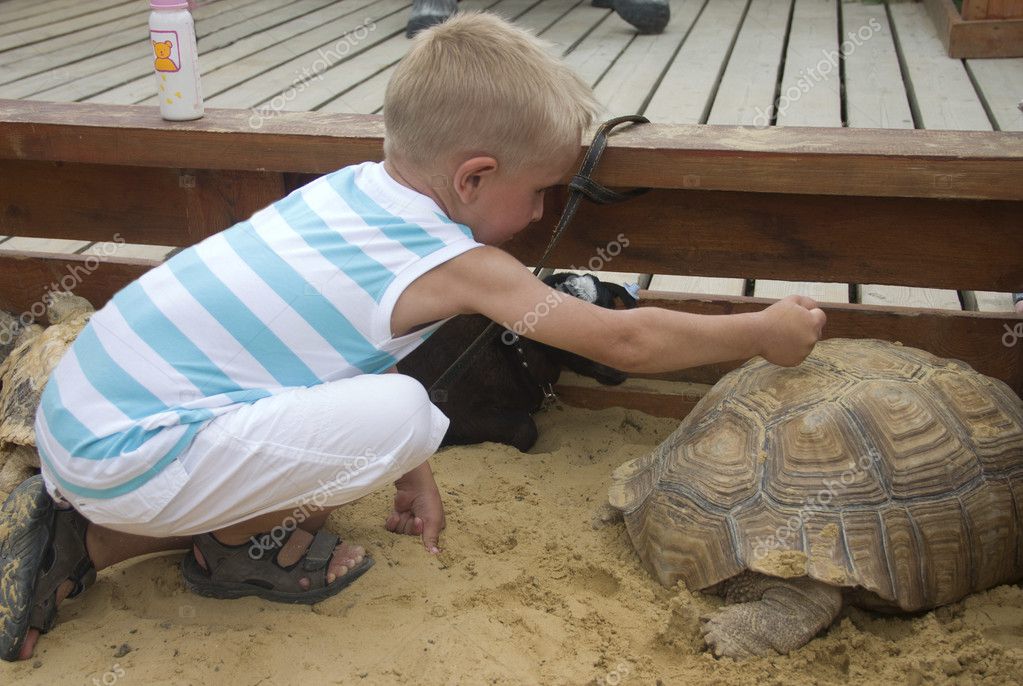turtle sandbox in stock