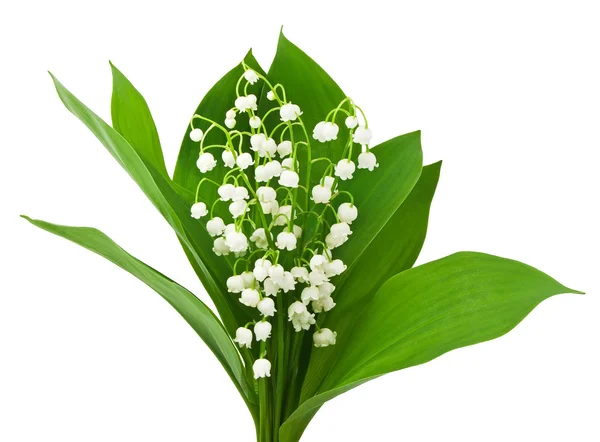 Beautiful lilies of the valley — Stock Photo, Image