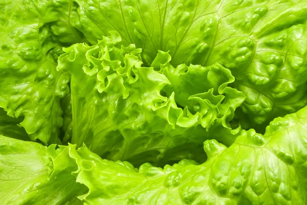 绿色新鲜生菜沙拉 — 图库照片