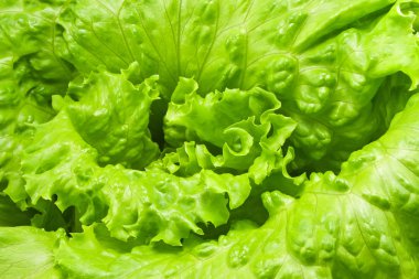 Green fresh lettuce salad closeup clipart