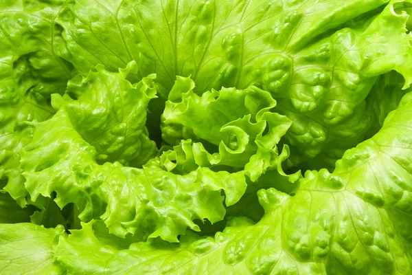 Zelený listový salát salát closeup — Stock fotografie