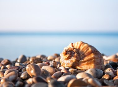 Deniz ve mavi gökyüzü ile deniz kabuğu