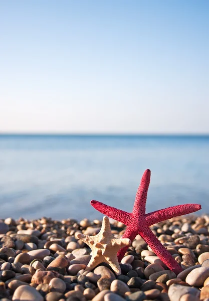Iki deniz yıldızı — Stok fotoğraf