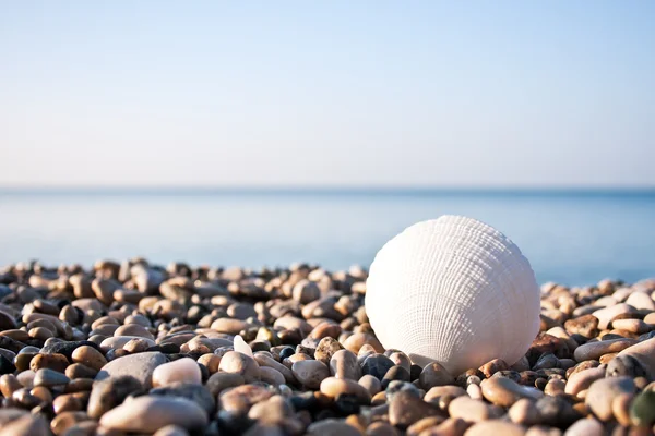 Sea shell with sea and blue sky — Stock Photo, Image