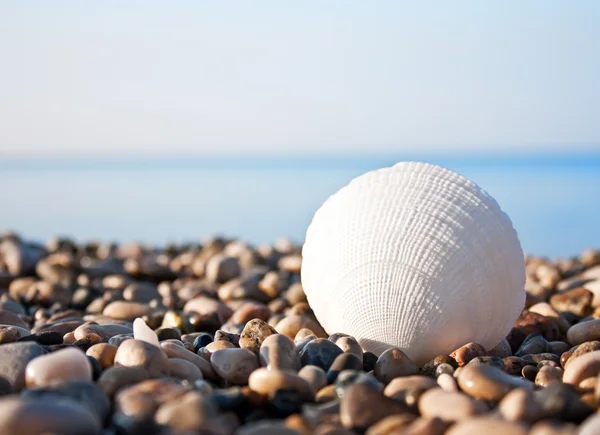 Sea shell met zee en blue sky — Stockfoto