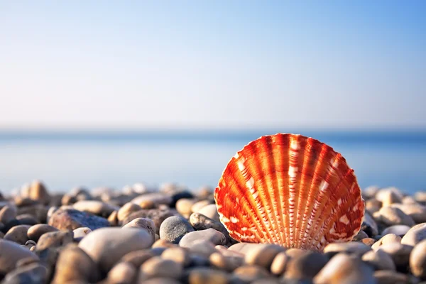 海贝壳与海和蓝色的天空 — 图库照片