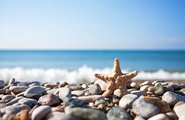 Starfish on the beach — Stock Photo, Image