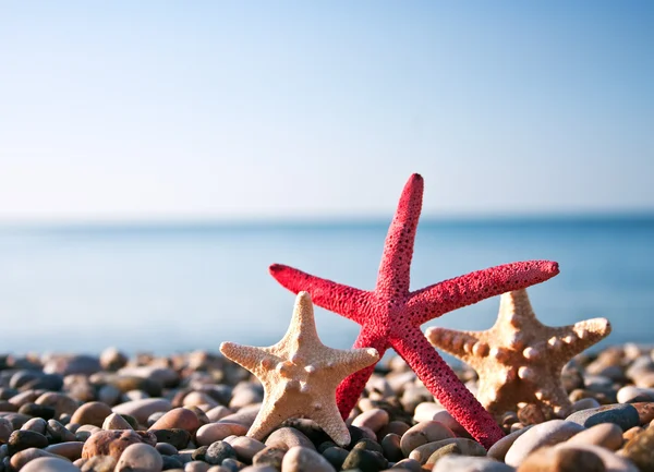Üç deniz yıldızı — Stok fotoğraf