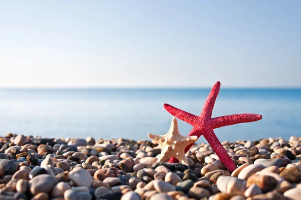 Две морские звезды на пляже — стоковое фото