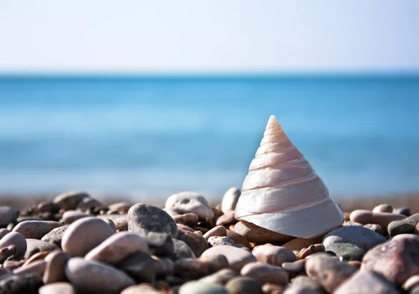 Sea shell with sea and blue sky — Stock Photo, Image