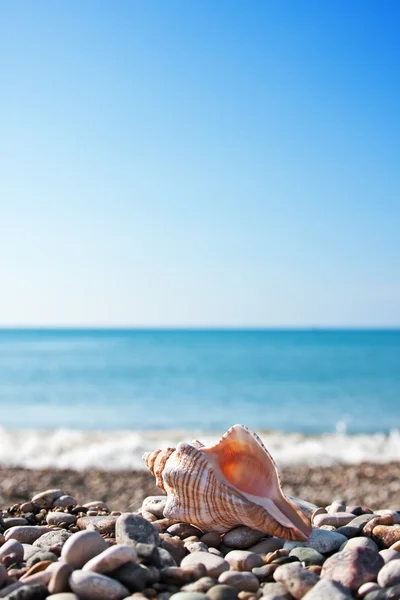 Cáscara de mar con mar y cielo azul — Foto de Stock