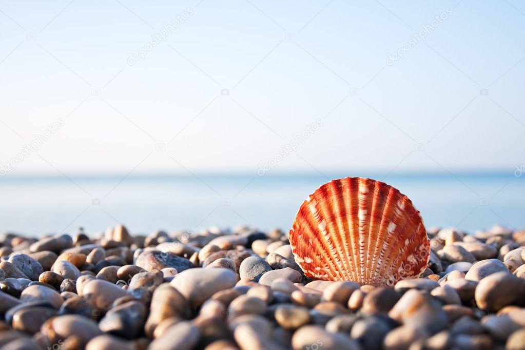 Sea shell and blue sky on background