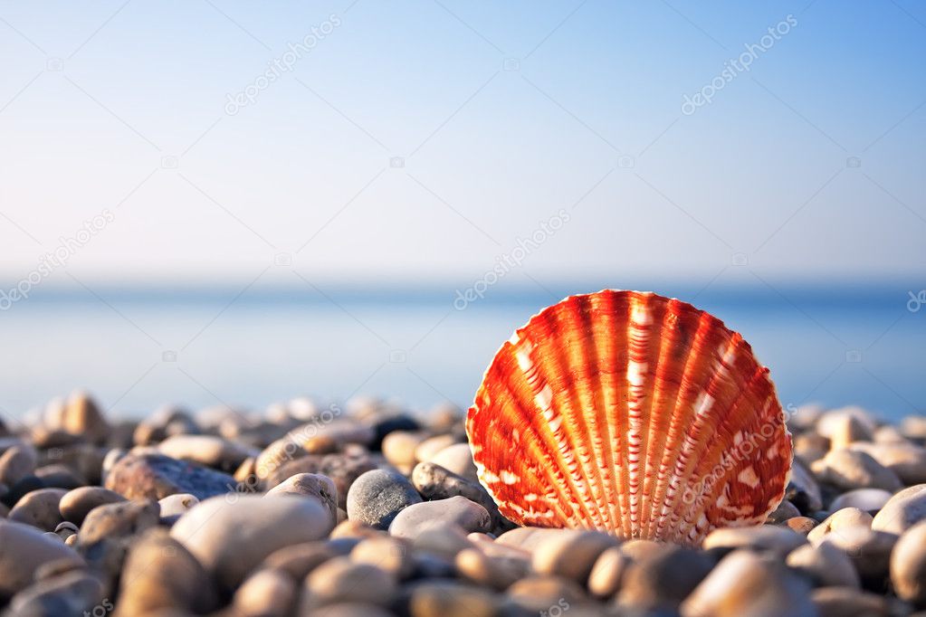 Sea shell with sea and blue sky