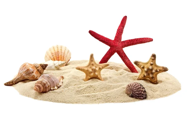 Conchas do mar e estrelas do mar em pilha de areia — Fotografia de Stock