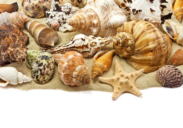Морська мушля на фоні піску — стокове фото