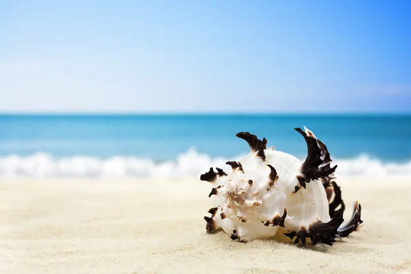 Zee schelp op het strand — Stockfoto