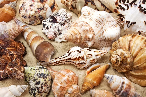 Морська мушля на фоні піску — стокове фото