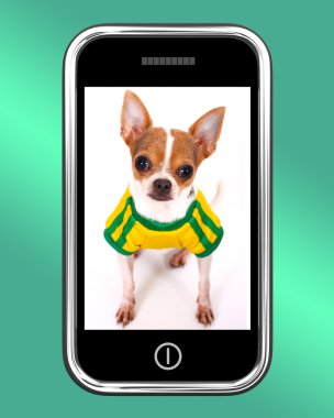 şirin chihuahua köpek resmi cep telefonu için