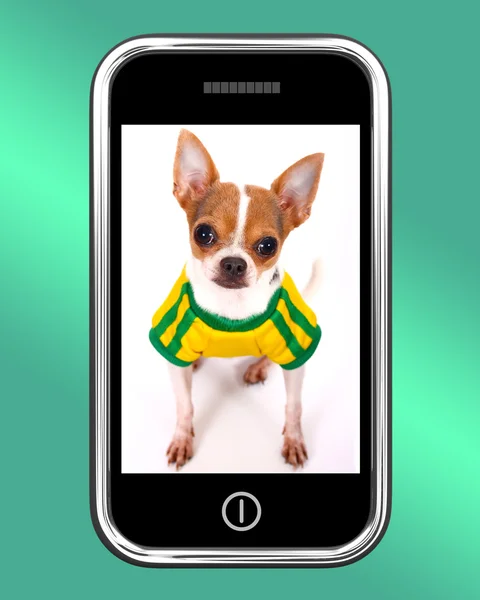 Roztomilý čivava pes fotografie na mobilním telefonu — Stock fotografie